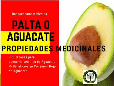 Palta Propiedades y Beneficios Medicinales Palta o Aguacate, Propiedades Medicinale, 13 razones para consumir la semilla y 5 beneficios para consumir la hoja