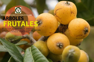 Arboles y arbustos frutales para el bosque de alimentos