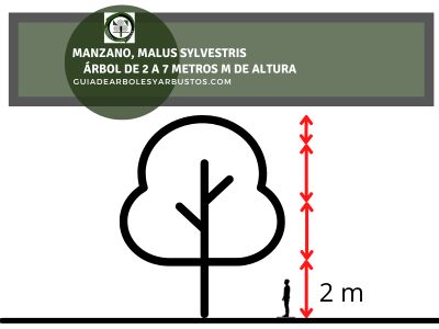 Altura del Manzano Altura Manzano, Malus sylvestris