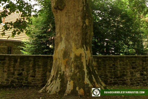 Plátano Árbol en Guía de Arboles y Arbusto El plátano, Platanus hispanica, es un árbol muy robusto con una copa muy amplia ovalado con la ramificación abierta