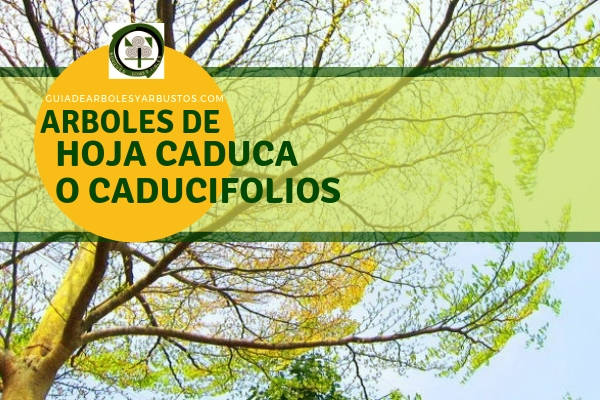 Arboles de Hoja Caduca o Caducifolios en Guia de Arboles y Arbustos Lista de arboles de hoja caduca o caducifolios