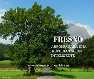 Fresno Arbol