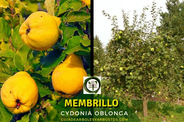 Membrillo, Cydonia oblonga, ärbol de la Familia Rosáceas El membrillo, Cydonia oblonga, es un árbol pequeño y retorcido que suele encontrarse en suelos arcillosos