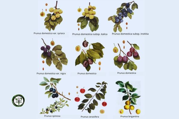 Tipos de Ciruelos Variedades de Ciruelas