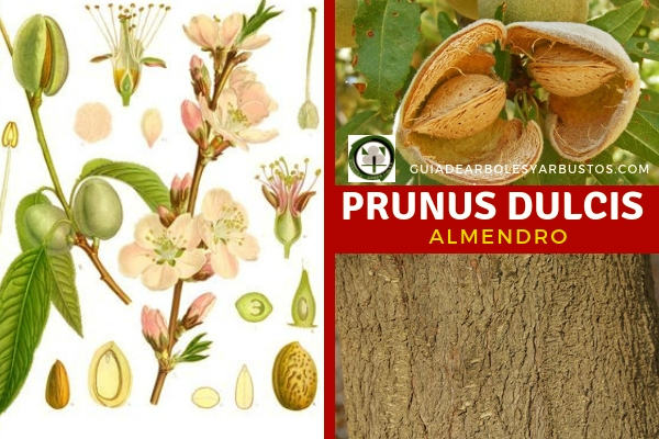 Prunus dulcis o Prunus amygdalus en Guia de Arboles y Arbustos Almendro, Prunus dulcis árbol de la familia Rosaceae con 2 tipos de pies las dulces y las amarga