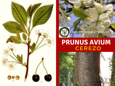 Prunus avium, Cerezo, árbol frutal Prunus avium, Cerezo, es un árbol frutal que puede alcanzar más de 15m. de altura