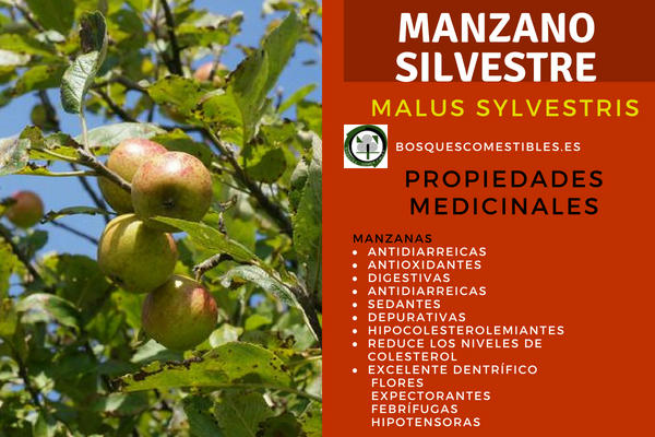 Manzano Silvestre,Propiedades Medicinales Manzano Silvestre, Malus sylvestris, Propiedades Medicinales: Antioxidantes, digestivas, depurativas, etc.