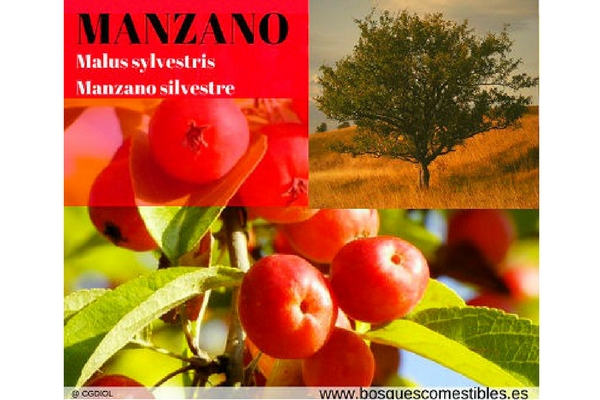 Manzano Silvestre, Malus sylvestri Manzano Silvestre, Malus sylvestri, es un pequeño árbol con frutos comestibles y medicinales.