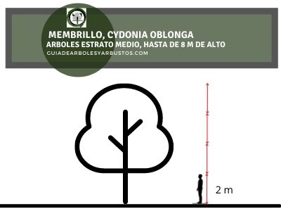 Altura del Membrillo Cuánto mide un Membrillo