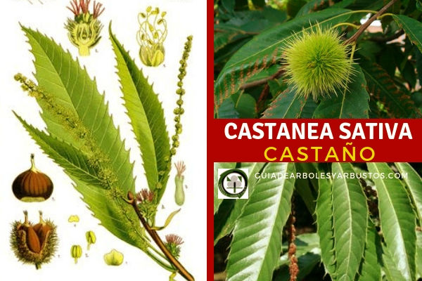 Castanea sativa, Castaño en Guia de Arboles y Arbustos. Com Castanea sativa, castaño, árbol fantástico para incluir en tu bosque comestible