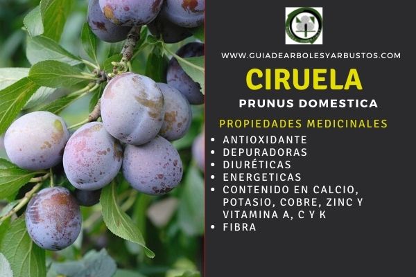Propiedades de las Ciruelas Ciruelas propiedades medicinales