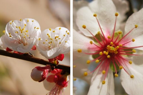 Flor de Almendro en Guia de Arboles y Arbustos La flor de almendro con sus distintas tonalidades, blancas o rosadas, con cáliz corto y ancho