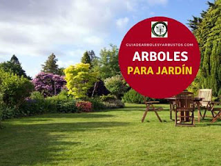67 arboles y arbustos ornamentales para el jardín