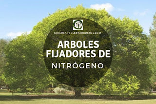 Arboles y arbustos fijadores de nitrógeno para el bosque de alimentos