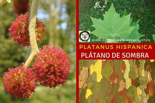 Platanus hispanica en Guía de Arboles y Arbustos Platanus hispanica es entre un híbrido entre el Platanus orientalis y Platanus occidentalis