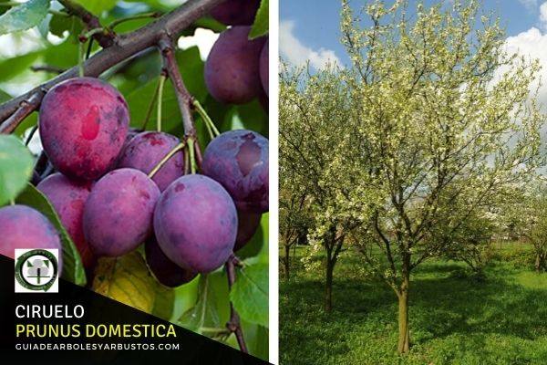 Árbol del Ciruelo Árbol del Ciruelo, Prunus domestica