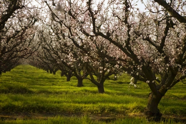 Almendros en flor en Guia de Arboles y Arbustos Los almendros en flor ocurre durante los primeros días de Febrero