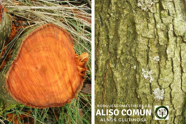 Áliso común, Alnus glutinosa, su madera es ligera, de grano fino, con anillos bien marcados.