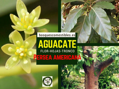 Persea americana, Flor, Hoja y Tronco Persea americana, árbol de Aguacate, imagen de la flor, hoja y tronco