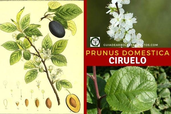 Ciruelo, Prunus domestica Prunus domestica, árbol que rara vez supera los 9 metros de altura
