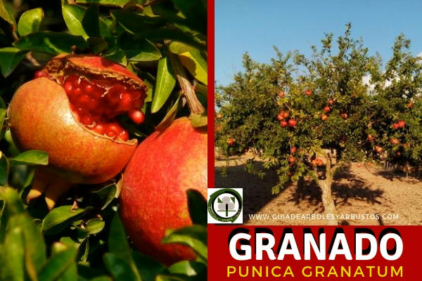 Granado, Árbol de la Granada Granado, Punica granatum, árbol que nos da la esplendida Granada