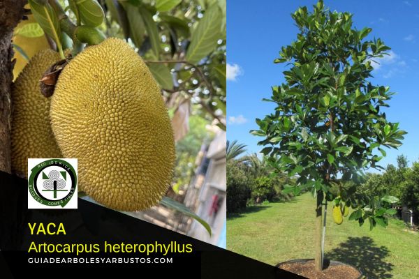 árbol Artocarpus heterophyllus