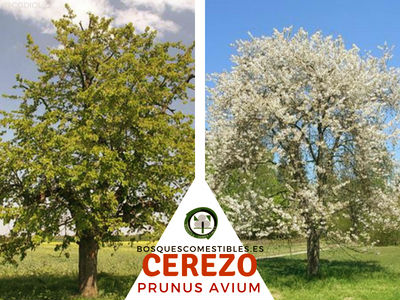 Cerezo, Prunus avium El Cerezo, Prunus avium, árbol frutal de la familia Rosaceae