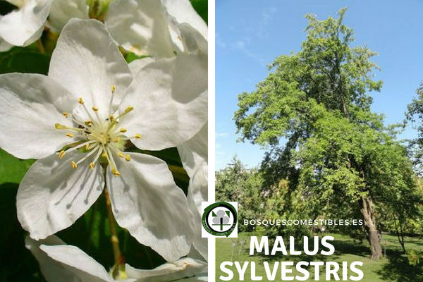 Malus sylvestris, Manzano Silvestre. Malus sylvestris, Manzano Silvestre, Género Malus, familia Rosáceas.