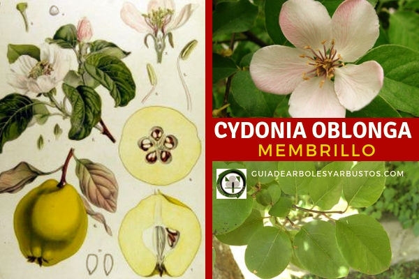Cydonia oblonga, Membrillo en Guaia de Árboles y Arbustos Cydonia oblonga, membrillo es un árbol nativo de Cydonia una ciudad de la antigua Creta
