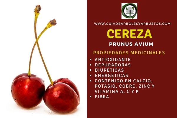 Propiedades de las Cerezas Propiedades medicinales de las Cereza
