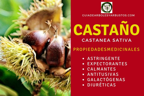 Castaño, Castanea sativa, Propiedades y Virtudes medicinales El castaño, Castanea sativa, tiene propiedades astringentes, expectorantes, calmantes entre otras