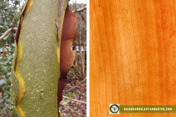 Madera de Plátano de Sombra en Guía de Arboles y Arbustos Madera de plátano de sombra, Platanus hispanica, es pesada, de grano fino y muy útil para las familias autosuficientes