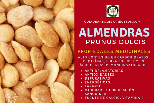 Almendras Propiedades Medicinales en Guia de Arboles y Arbustos Las almendras tiene propiedades antiinflamatorias, antioxidantes, depurativas, energéticas entre muchas otras
