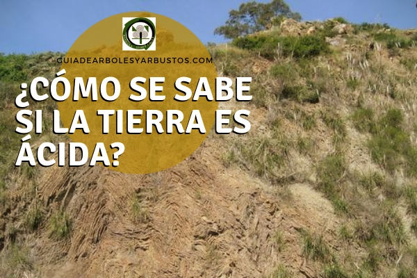 Tierra Ácida, en Guia de Arboles y Arbustos ¿ Cómo se sabe si la tierra es ácida?, aquí te lo explicamos en guia de arboles y arbustos
