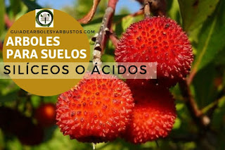 Arboles y arbustos para suelos silíceos para el bosque de alimentos