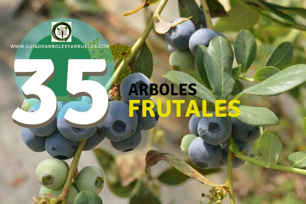 35 Arboles Frutales para plantación. Lista de 35 Arboles Frutales para cultivo