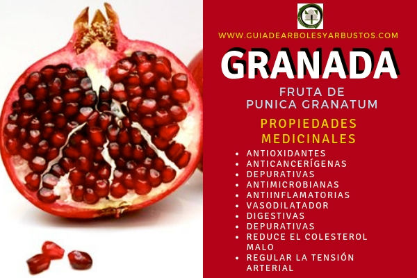 Granada, Propiedades Medicinales La Granada tiene Propiedades Medicinales Antioxidantes, Anticancerígenas, Depurativas