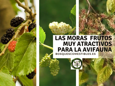 Las moras son el fruto del Morera, más pequeñas que las del moral Las moras son frutos muy atractivos para la avifauna