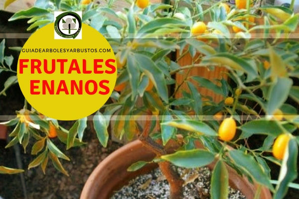 Arboles Frutales Enanos en Guia de Arboles y Arbustos. Lista de arboles frutales enanos