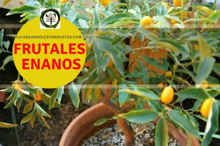 Arboles frutales enanos para el bosque de alimentos