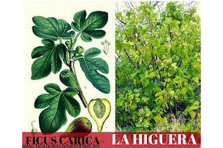 Higuera Ficus carica