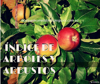 Lista de arboles y arbustos del bosque comestible mediterraneo