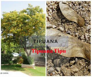 Tipuana tipu bosques comestibles