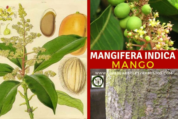 Mangifera indica, Mango o Melocotón Tropical Árbol Mangifera indica, Mango o Melocotón Tropical puede alcanzar los 25 metros de altura