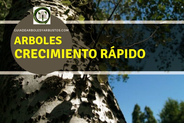 Arboles Crecimiento Rápido en Guia de Arboles y Arbustos Lista de arboles crecimiento rápido
