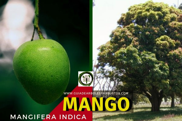 Mango, árbol de la Familia Anacardiaceae El árbol del Mango, Mangifera indica, pertenece a la Familia Anacardiaceae, también conocido como Melocotón Tropical