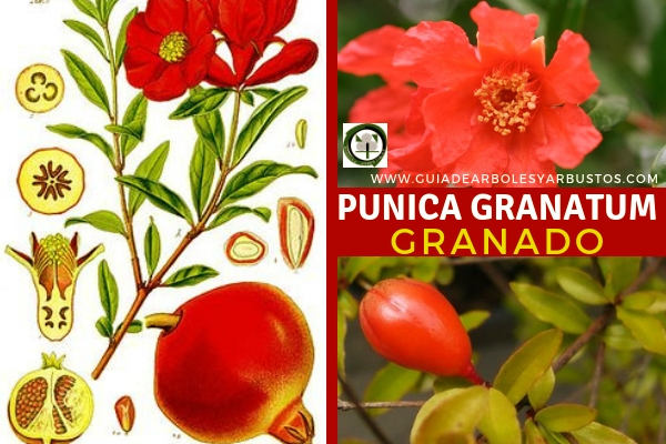Punica granatum, Granado, familia Lythraceae Punica granatum, Granado, árbol de la familia Lythraceae, género Punica