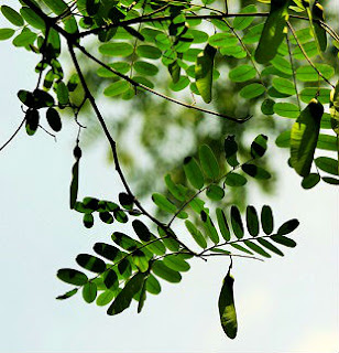 Hojas de Tipuana tipu Red ibérica de Bosques Comestibles