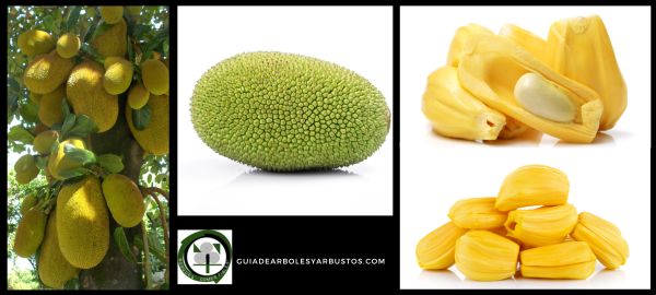 Fruta de Artocarpus heterophyllus