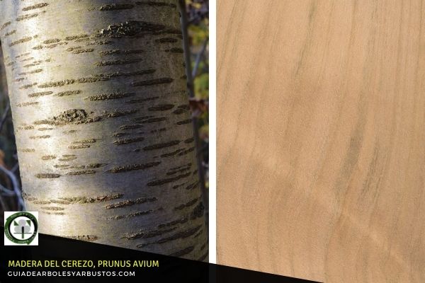 Madera del Cerezo Madera del Cerezo, Prunus avium